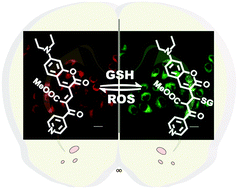 Graphical abstract: An activity-based two-photon fluorescent probe for real-time and reversible imaging of oxidative stress in the rat brain
