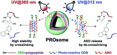 Graphical abstract: Photo-reactive oligodeoxynucleotide-embedded nanovesicles (PROsomes) with switchable stability for efficient cellular uptake and gene knockdown