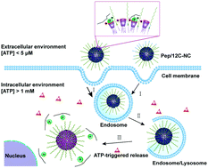 Graphical abstract: A host–guest ATP responsive strategy for intracellular delivery of phosphopeptides