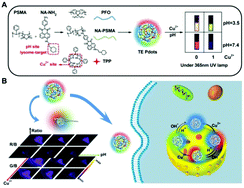 Graphical abstract: Trichromatic-emission and dual-ratio semiconducting polymer dots as fluorescent probe for simultaneous quantification of Cu2+ and pH in vitro and in vivo