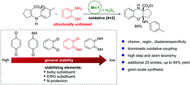 Graphical abstract: Harnessing structurally unbiased ortho-benzoquinone monoimine for biomimetic oxidative [4+2] cycloaddition with enamines