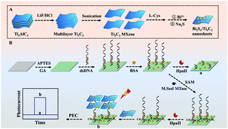 Graphical abstract: Label-free and near-zero-background-noise photoelectrochemical assay of methyltransferase activity based on a Bi2S3/Ti3C2 Schottky junction