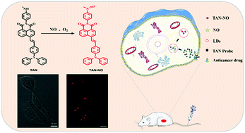 Graphical abstract: Deep imaging for visualizing nitric oxide in lipid droplets: discovering the relationship between nitric oxide and resistance to cancer chemotherapy drugs