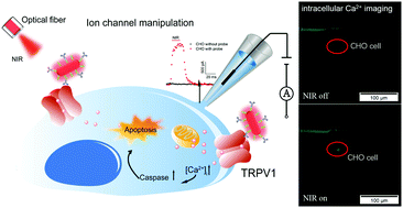 Graphical abstract: Gold nanorod-assisted near-infrared light-mediated regulation of membrane ion channels activates apoptotic pathways