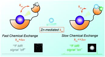 Graphical abstract: Harnessing chemical exchange: 19F magnetic resonance OFF/ON zinc sensing with a Tm(iii) complex