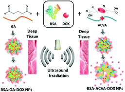 Graphical abstract: Ultrasound-degradable serum albumin nanoplatform for in situ controlled drug release