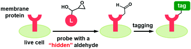 Graphical abstract: Introducing aldehyde functionality to proteins using ligand-directed affinity labeling