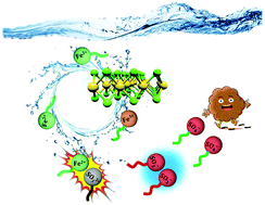 Graphical abstract: Efficient generation of sulfate radicals in Fe(ii)/S(iv) system induced by WS2 nanosheets and examined by its intrinsic chemiluminescence