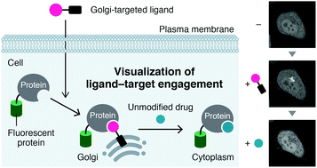 Graphical abstract: Golgi recruitment assay for visualizing small-molecule ligand–target engagement in cells