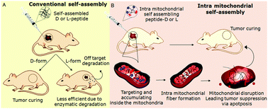 Graphical abstract: Intra-mitochondrial self-assembly to overcome the intracellular enzymatic degradation of l-peptides