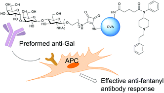 Graphical abstract: A fentanyl vaccine constructed upon opsonizing antibodies specific for the Galα1–3Gal epitope