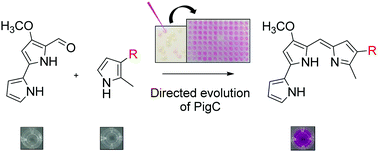 Graphical abstract: A colourimetric high-throughput screening system for directed evolution of prodigiosin ligase PigC