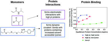 Graphical abstract: Nanogel receptors for high isoelectric point protein detection: influence of electrostatic and covalent polymer–protein interactions