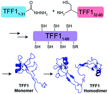 Graphical abstract: Chemical synthesis of human trefoil factor 1 (TFF1) and its homodimer provides novel insights into their mechanisms of action