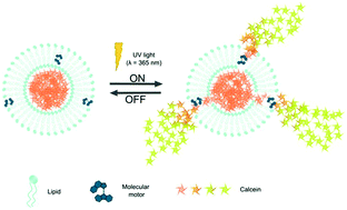 Graphical abstract: Light-induced molecular rotation triggers on-demand release from liposomes