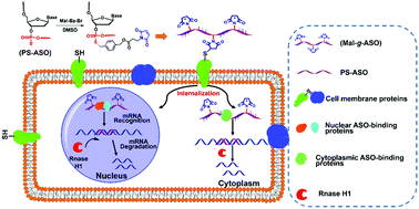 Graphical abstract: Grafting multi-maleimides on antisense oligonucleotide to enhance its cellular uptake and gene silencing capability