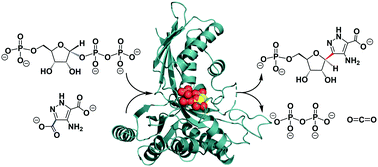 Graphical abstract: Uncovering the chemistry of C–C bond formation in C-nucleoside biosynthesis: crystal structure of a C-glycoside synthase/PRPP complex