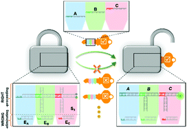 Graphical abstract: Homogeneous DNA-only keypad locks enable one-pot assay of multi-inputs