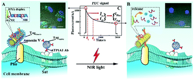 Graphical abstract: A near-infrared light-controlled, ultrasensitive one-step photoelectrochemical detection of dual cell apoptosis indicators in living cancer cells