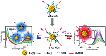 Graphical abstract: Surface motif sensitivity of dual emissive gold nanoclusters for robust ratiometric intracellular imaging