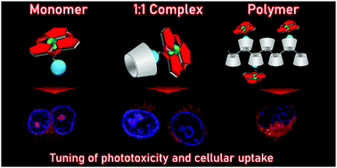 Graphical abstract: Supramolecular subphthalocyanine complexes–cellular uptake and phototoxicity