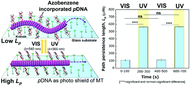Graphical abstract: Photo-regulated trajectories of gliding microtubules conjugated with DNA