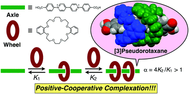 Graphical abstract: Efficient formation of [3]pseudorotaxane based on cooperative complexation of dibenzo-24-crown-8 with diphenylviologen axle