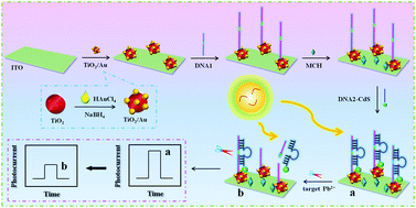 Graphical abstract: Sensitive photoelectrochemical assay of Pb2+ based on DNAzyme-induced disassembly of the “Z-scheme” TiO2/Au/CdS QDs system