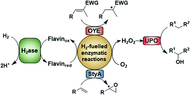 Graphical abstract: H2 as a fuel for flavin- and H2O2-dependent biocatalytic reactions