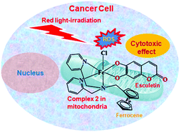 Graphical abstract: LMCT transition-based red-light photochemotherapy using a tumour-selective ferrocenyl iron(iii) coumarin conjugate