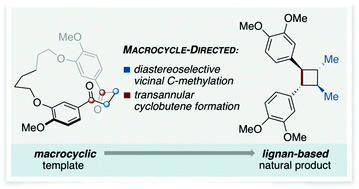 Graphical abstract: A macrocycle directed total synthesis of di-O-methylendiandrin A