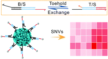 Graphical abstract: Single nucleotide variant discrimination by toehold exchange spherical nucleic acids modulated on hierarchical molybdenum disulfide acanthospheres