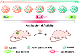 Graphical abstract: Bimetallic nanoparticles against multi-drug resistant bacteria