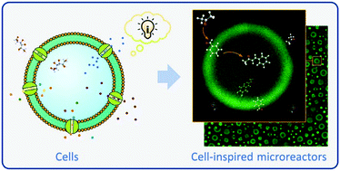 Graphical abstract: A bioinspired microreactor with interfacial regulation for maximizing selectivity in a catalytic reaction