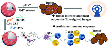 Graphical abstract: An MRI-visible immunoadjuvant based on hollow Gd2O3 nanospheres for cancer immunotherapy
