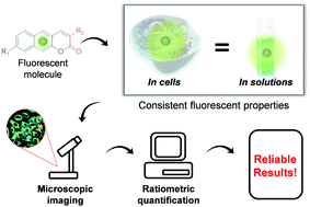 Graphical abstract: A systematic study on the discrepancy of fluorescence properties between in solutions and in cells: super-bright, environment-insensitive benzocoumarin dyes