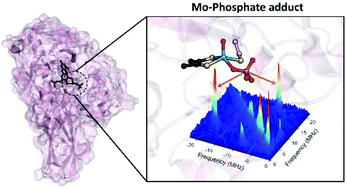 Graphical abstract: Structural evidence for a reaction intermediate mimic in the active site of a sulfite dehydrogenase
