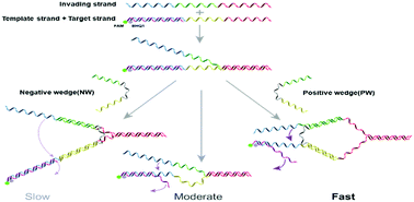 Graphical abstract: Fine and bidirectional regulation of toehold-mediated DNA strand displacement by a wedge-like DNA tool