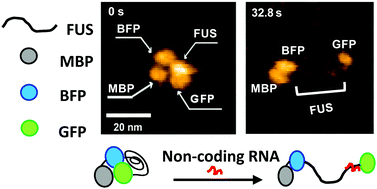 Graphical abstract: Direct visualization of the conformational change of FUS/TLS upon binding to promoter-associated non-coding RNA
