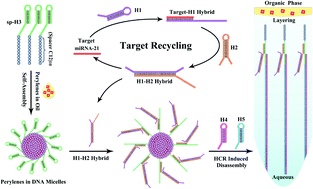 Graphical abstract: Rapid self-disassembly of DNA diblock copolymer micelles via target induced hydrophilic–hydrophobic regulation for sensitive MiRNA detection