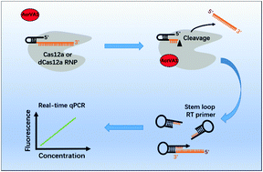 Graphical abstract: A method for the quantitative detection of Cas12a ribonucleoproteins