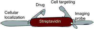Graphical abstract: Precise tetrafunctional streptavidin bioconjugates towards multifaceted drug delivery systems