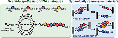 Graphical abstract: Sequence-defined vinyl sulfonamide click nucleic acids (VS-CNAs) and their assembly into dynamically responsive materials
