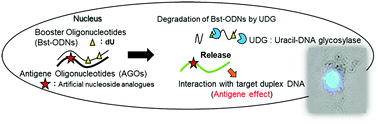 Graphical abstract: Enhancements in the utilization of antigene oligonucleotides in the nucleus by booster oligonucleotides