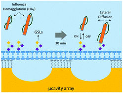 Graphical abstract: Microcavity array supported lipid bilayer models of ganglioside – influenza hemagglutinin1 binding