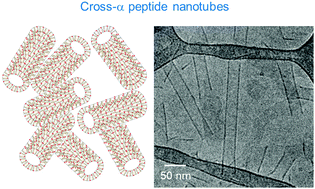 Graphical abstract: Peptide nanotubes self-assembled from leucine-rich alpha helical surfactant-like peptides