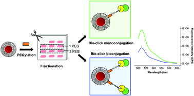 Graphical abstract: Functionalization of colloidal nanoparticles with a discrete number of ligands based on a “HALO-bioclick” reaction