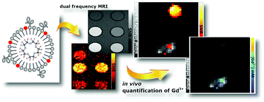 Graphical abstract: Combination of bioresponsive chelates and perfluorinated lipid nanoparticles enables in vivo MRI probe quantification