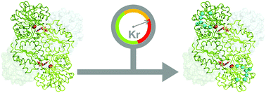 Graphical abstract: Krypton-derivatization highlights O2-channeling in a four-electron reducing oxidase