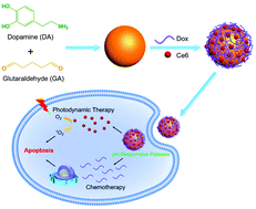 Graphical abstract: pH-Responsive dopamine-based nanoparticles assembled via Schiff base bonds for synergistic anticancer therapy